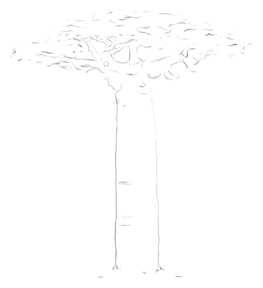 Baobab
