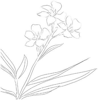 Branche de laurier-rose
