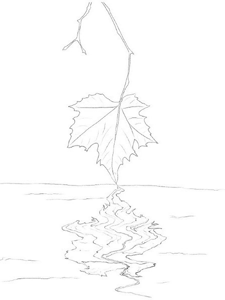 Feuille reflétée dans l'eau